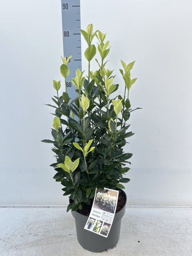 Euonymus japonica 'Himalaya' 9cm/2L/5L -