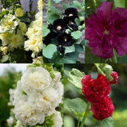 Mix of 3 Holly Hock (3 x 9cm Pot) -