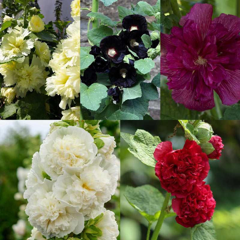 Mix of 3 Holly Hock (3 x 9cm Pot) -