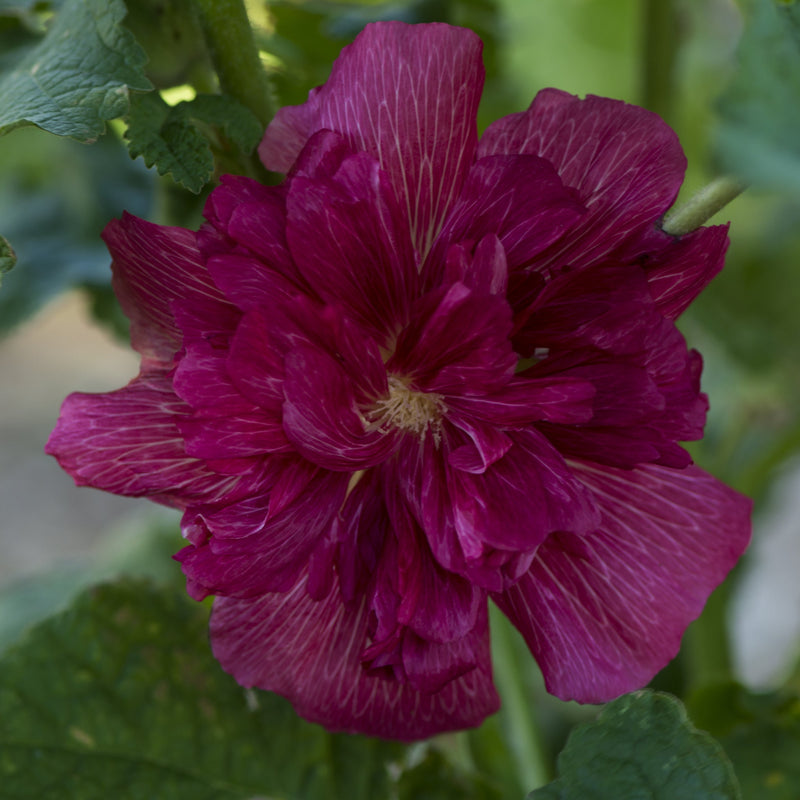 Hollyhock (Alcea) - Purple 'Chaters Purple' 9cm -