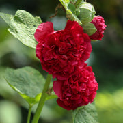 Hollyhock (Alcea) Chater's Red 9cm -