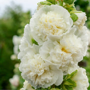 Hollyhock (Alcea) 'Chaters White' 9cm -