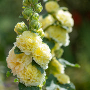 Hollyhock (Alcea) Yellow 'Spring Celebrities Lemon' 1.5L -