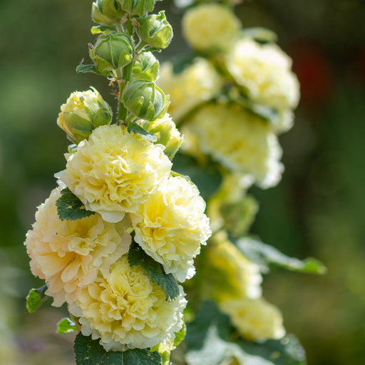 Hollyhock (Alcea) Yellow 'Spring Celebrities Lemon' 1.5L -