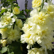 Hollyhock (Alcea) - Double Yellow 2L -