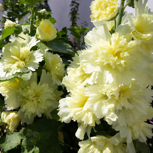 Hollyhock (Alcea) - Double Yellow 2L -