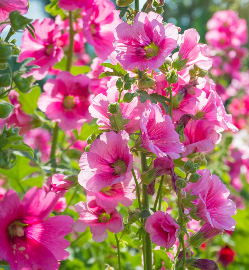 5 Perennials for a Sunny Site -