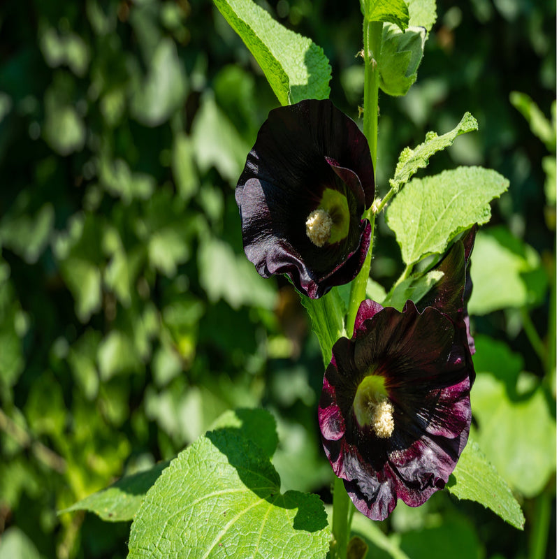 Alcea rosea 'Nigra' (Hollyhock) 9cm -