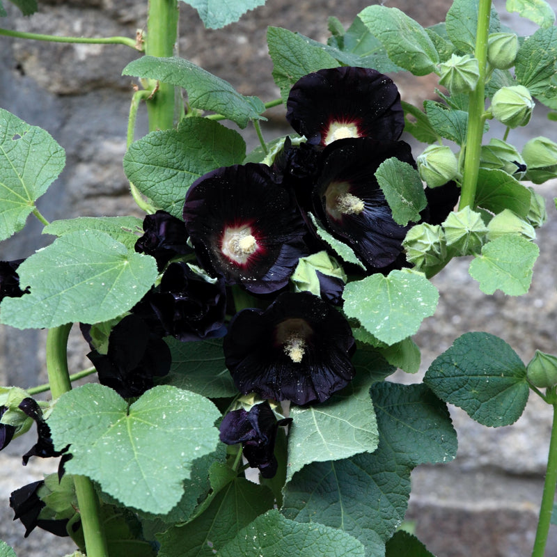Alcea rosea 'Nigra' (Hollyhock) 9cm -