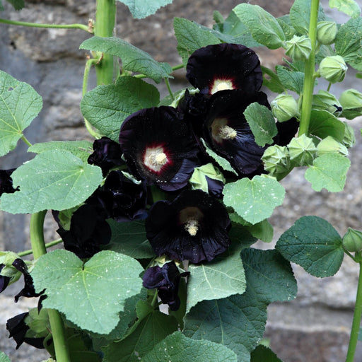 Alcea rosea 'Nigra' (Hollyhock) 9cm -
