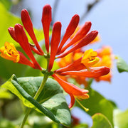 Honeysuckle 'Tellmaniania' | Lonicera japonica 60cm -