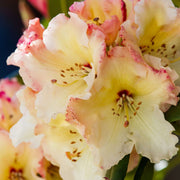 Standard Rhododendron 'Horizon Monarch' (Yellow) 80cm