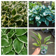 Mix of 3 x Hostas 9cm -