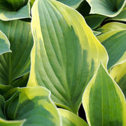 Hosta 'Aureomarginata' 2L -