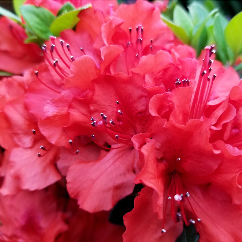 Azalea 'Hotshot' 2L -