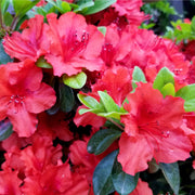 Azalea 'Hotshot' 2L -