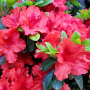 Azalea japonica 'Hot Shot Variegata' 2L -