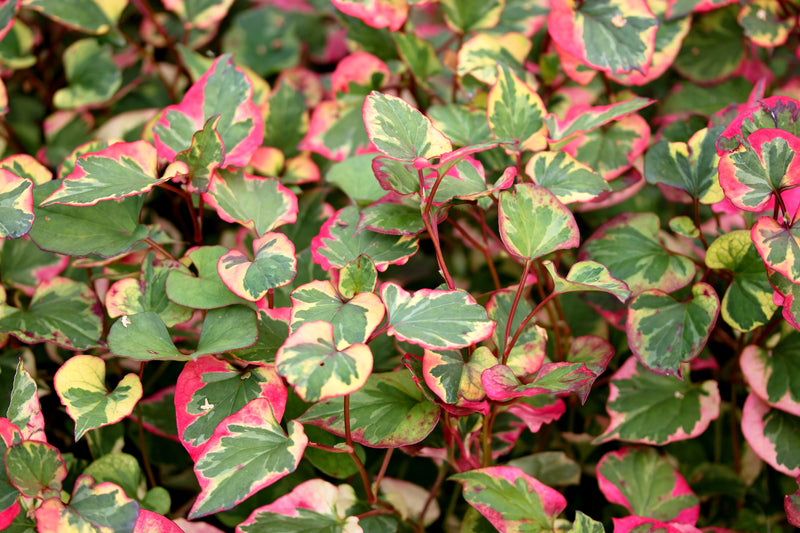 Houttuynia cordata ‘Chameleon’ (Harlequin plant) - MP044 Packs