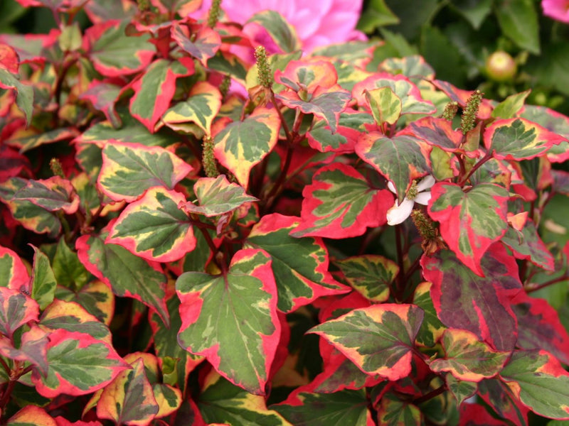 Houttuynia cordata ‘Chameleon’ (Harlequin plant) - MP044 Packs