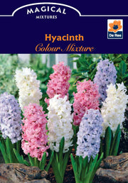 Hyacinth Mixed (3 Bulbs) -