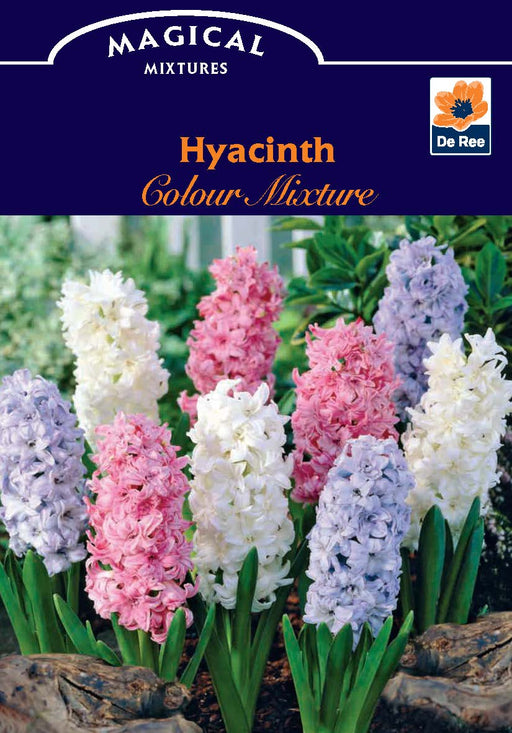 Hyacinth Mixed (3 Bulbs) -