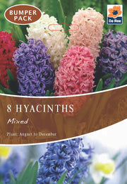 Hyacinth Mixed (3/7 Bulbs) -