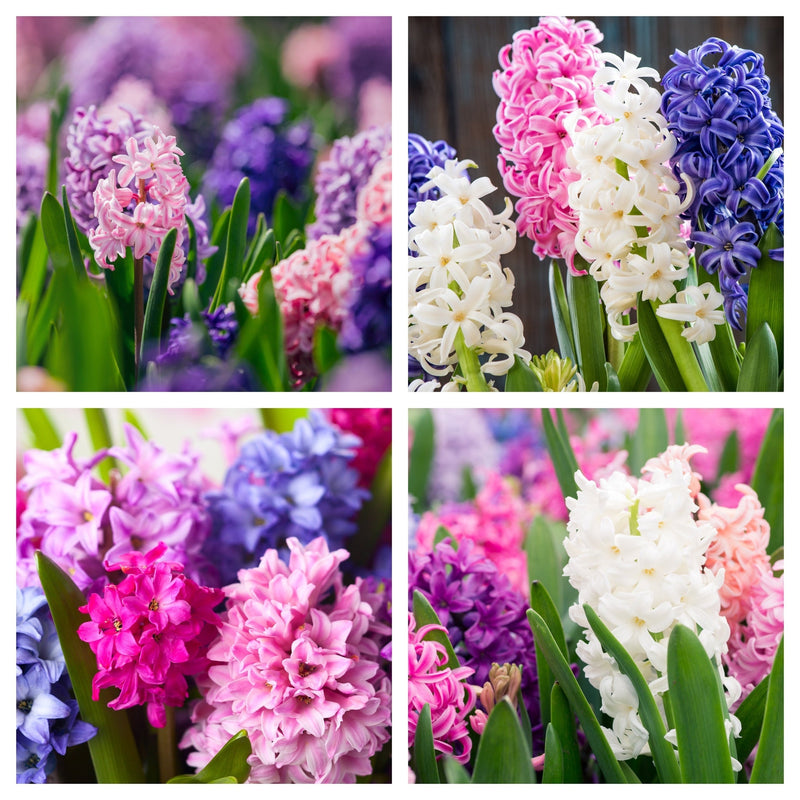 Hyacinth Mixed (3/7 Bulbs) -