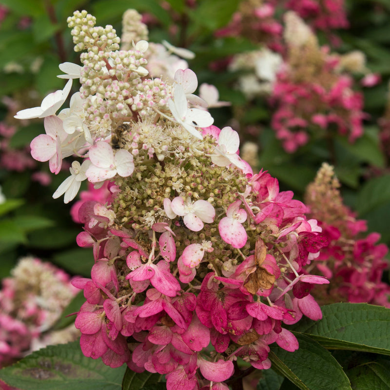 Patio Hydrangea paniculata 'Candlelight’ Tree 5L 120-130cm -