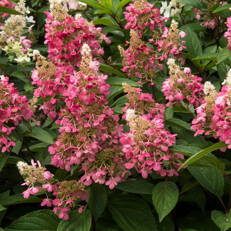 Patio Hydrangea paniculata 'Candlelight’ Tree 5L 120-130cm -