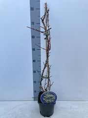 Climbing Hydrangea 'Hydrangea petiolaris' 2L (60-70cm) -