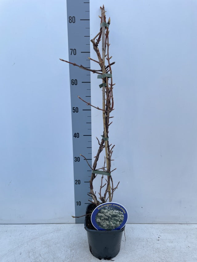 Climbing Hydrangea 'Hydrangea petiolaris' 2L (60-70cm) -