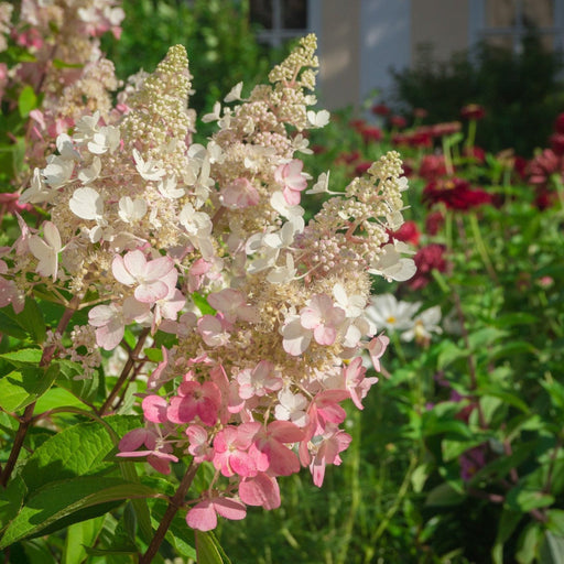 Hydrangea paniculata 'Pinky Winky' 3L / 10L -