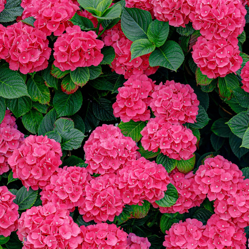 Hydrangea macrophylla 'Red Ball' ( 4 Sizes available) -