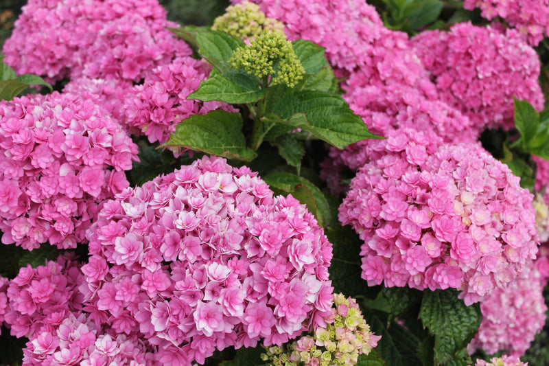 Hydrangea 'Together' 9cm -