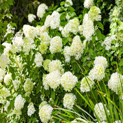 Hydrangea paniculta 'LimeLight' 9cm/2L/5L -