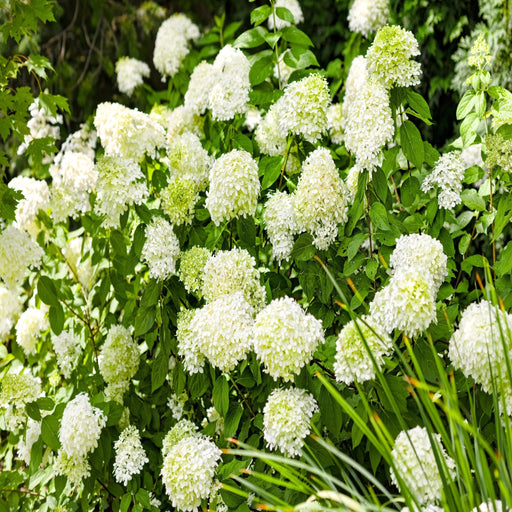 Hydrangea paniculta 'LimeLight' 9cm/2L/5L -