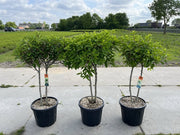 Hydrangea paniculata 'LimeLight’ Multistem Tree 12L-45L -