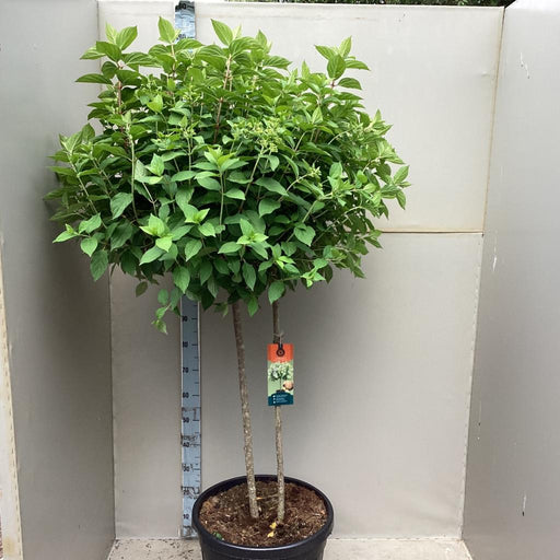 Hydrangea paniculata 'LimeLight’ Multistem Tree 12L-45L -