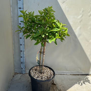 Hydrangea paniculata 'LimeLight’ Multistem Tree 12L-45L -