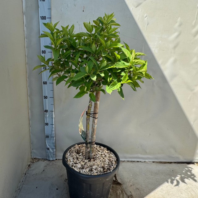 Hydrangea paniculata 'LimeLight’ Multistem Tree 12L-45L -