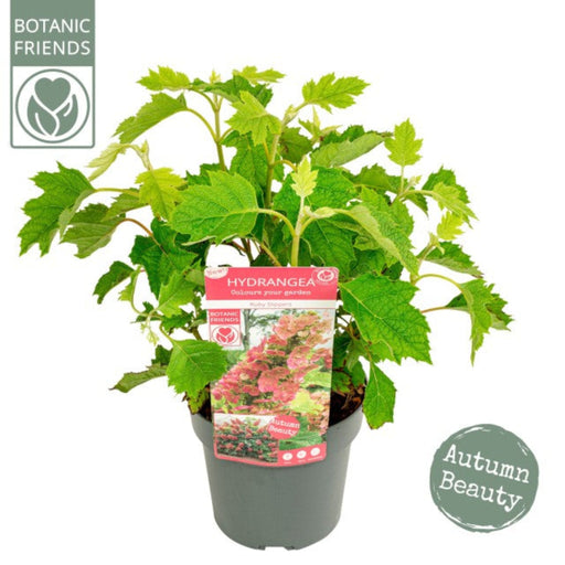 Hydrangea quercifolia 'Ruby Slippers' 3L -