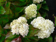 Hydrangea macrophylla 'Shakira' 9cm -