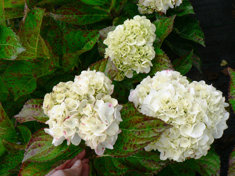 Hydrangea macrophylla 'Shakira' 9cm -