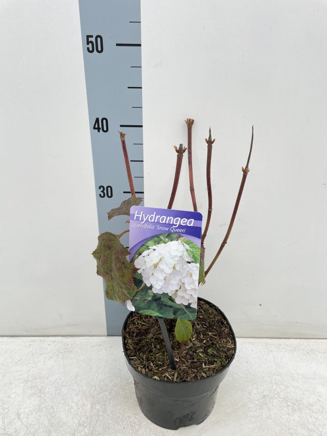 Hydrangea Quercifolia Snow Queen 2L -