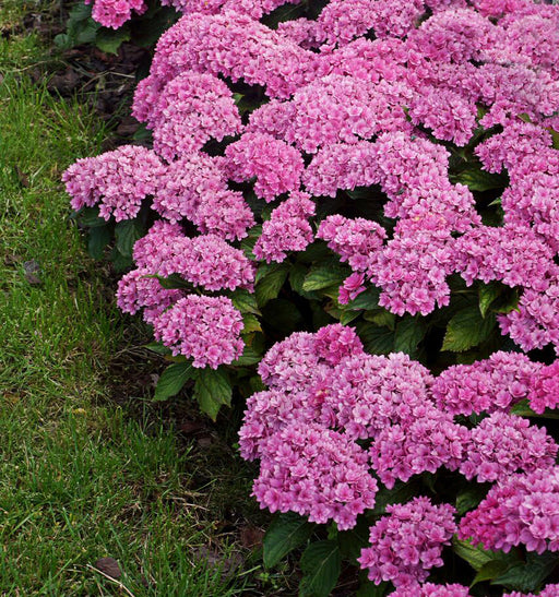 Hydrangea 'Together' 9cm -