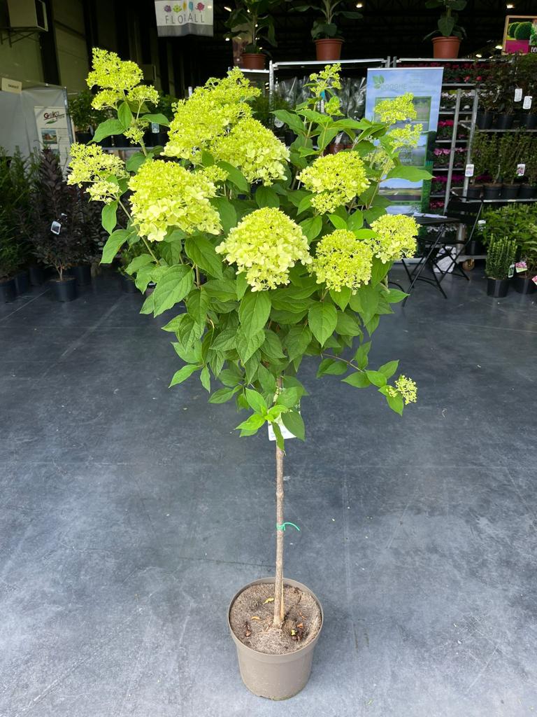 Hydrangea paniculata 'LimeLight’ Tree -