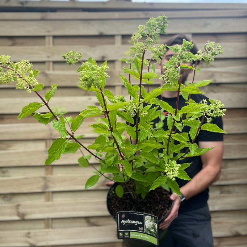 Hydrangea paniculata Grandiflora 1/2L/10L