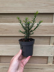 Yew Hedging - Taxus Baccata 9cm/2L -