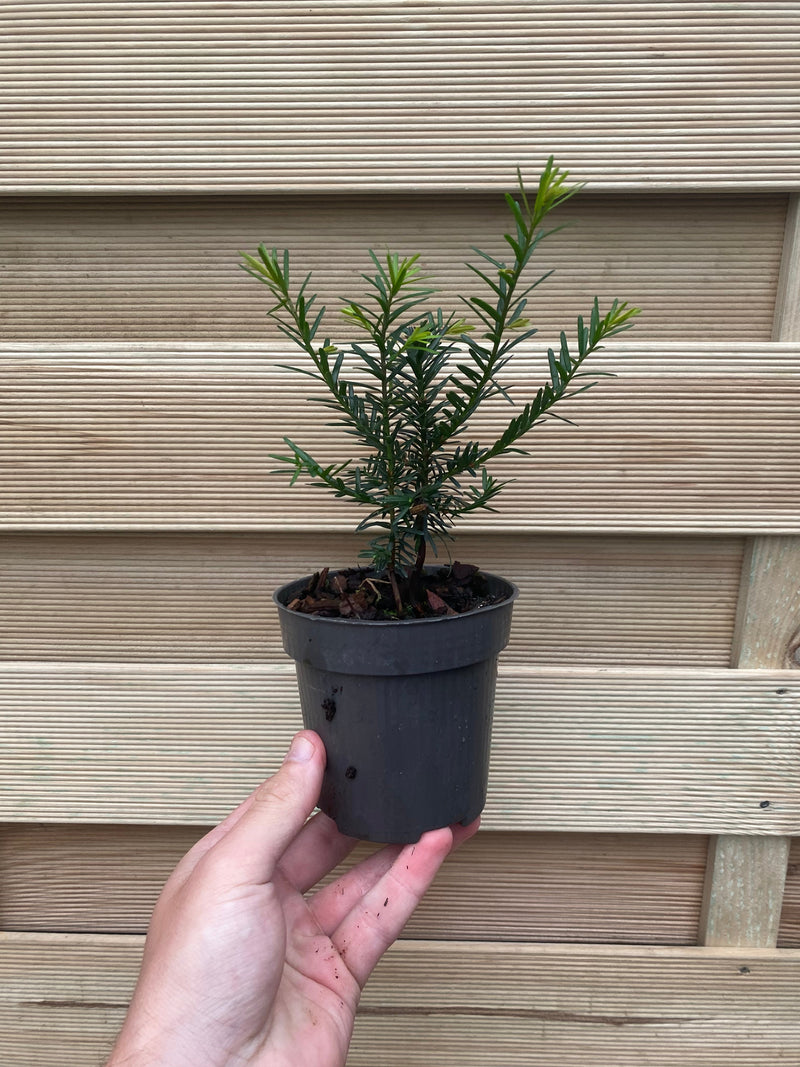 Yew Hedging - Taxus Baccata 9cm/2L -