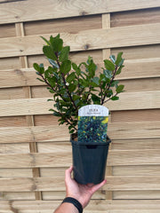 Ilex meserveae 'Blue Prince' Holly 2L -